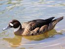 Bronze-Winged Duck (WWT Slimbridge July 2013) - pic by Nigel Key